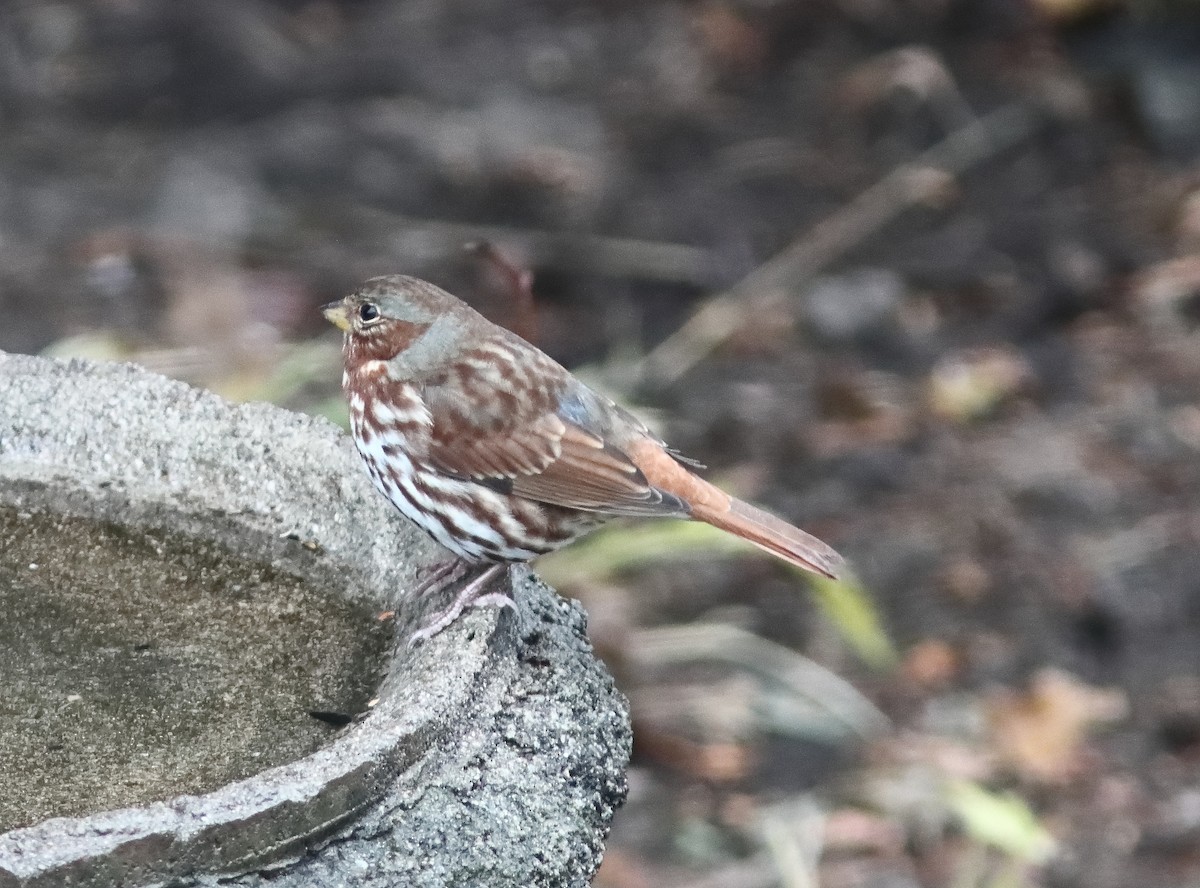 ゴマフスズメ - ML645861301