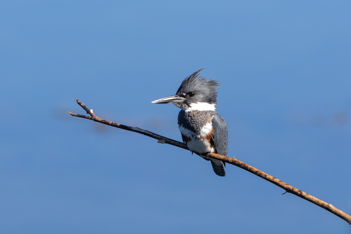 שלדג אמריקני - ML645861313