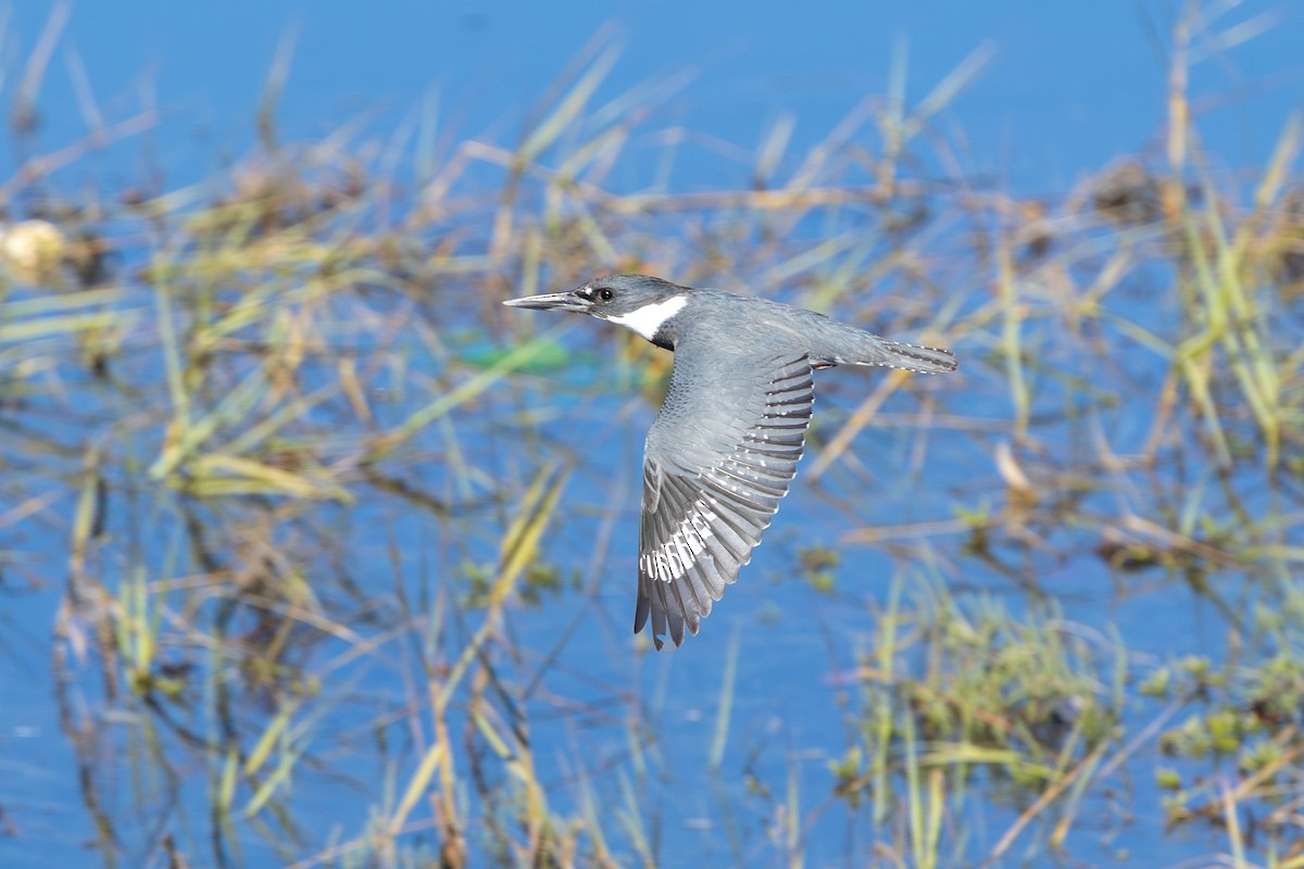 שלדג אמריקני - ML645861314
