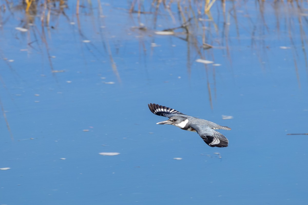 שלדג אמריקני - ML645861315