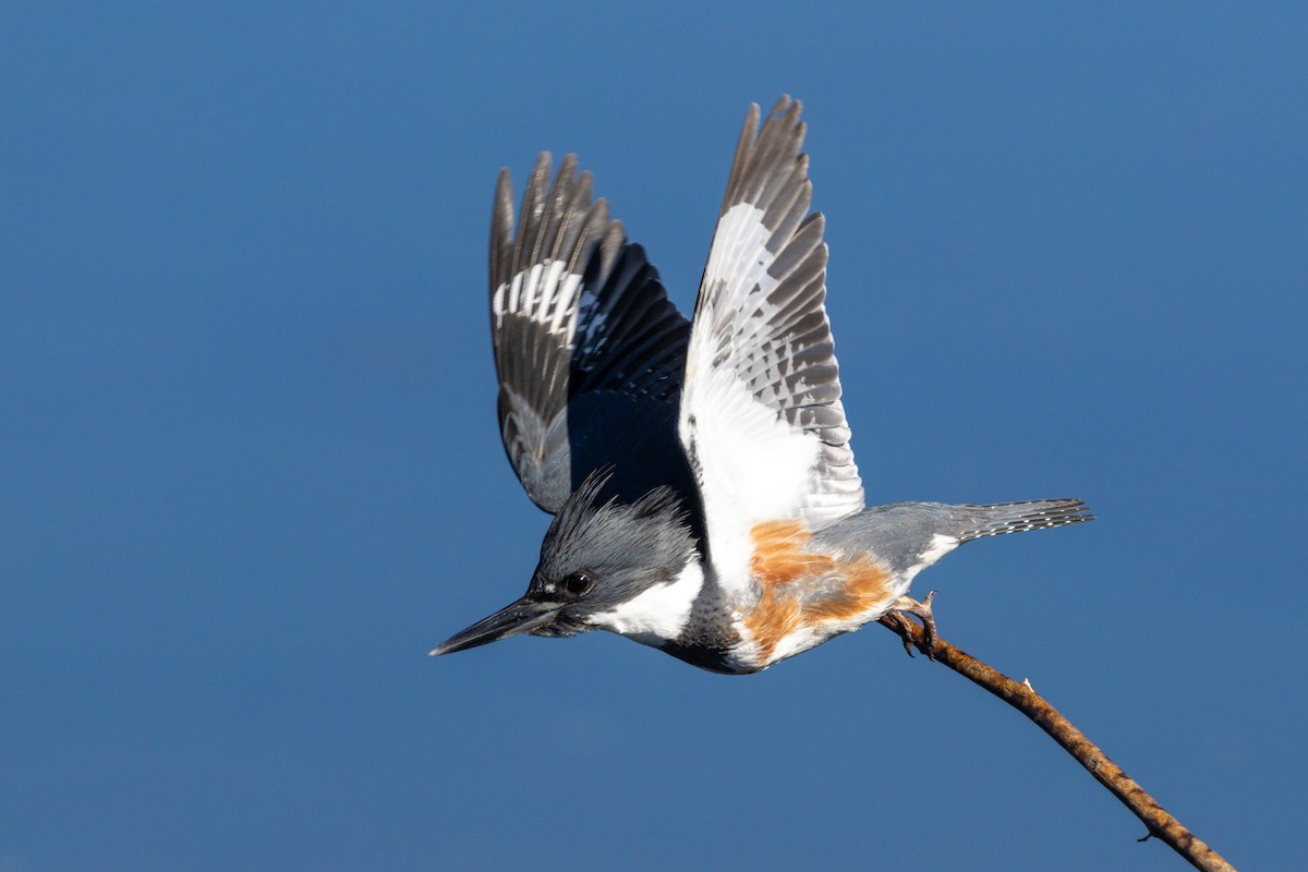 שלדג אמריקני - ML645861316