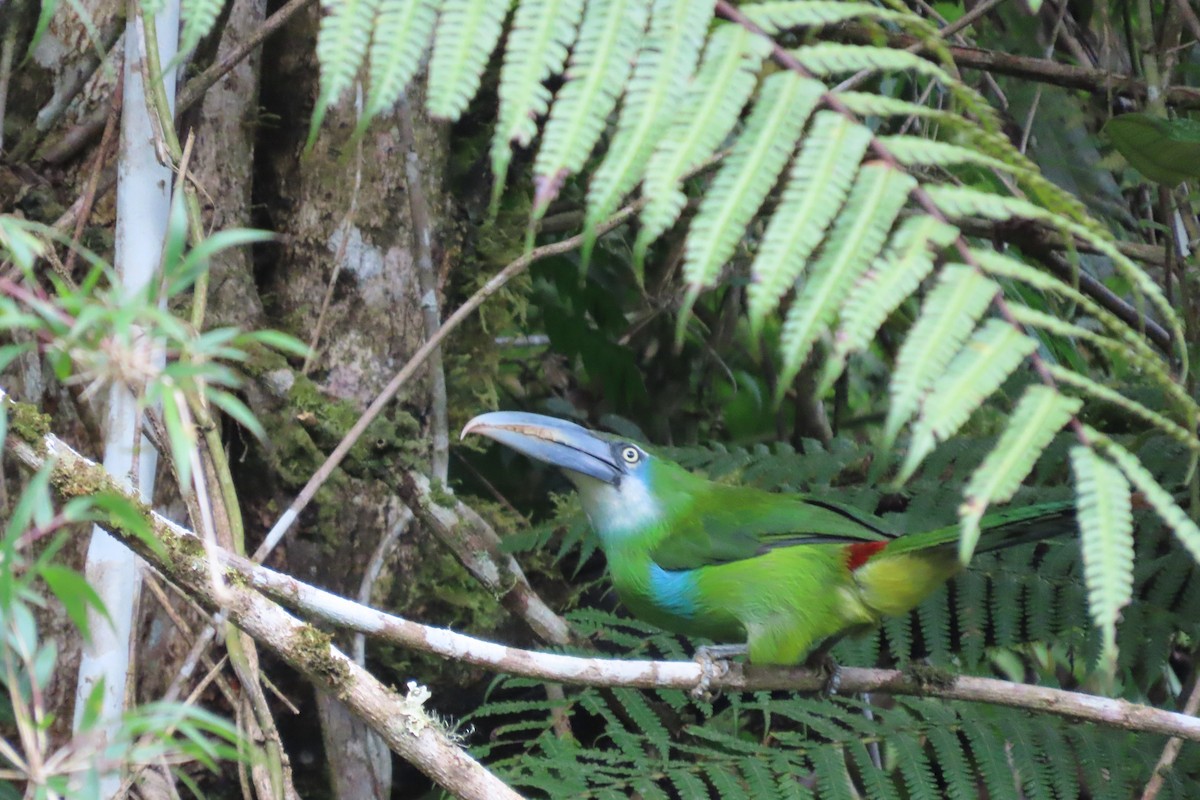 Blue-banded Toucanet - ML645861322