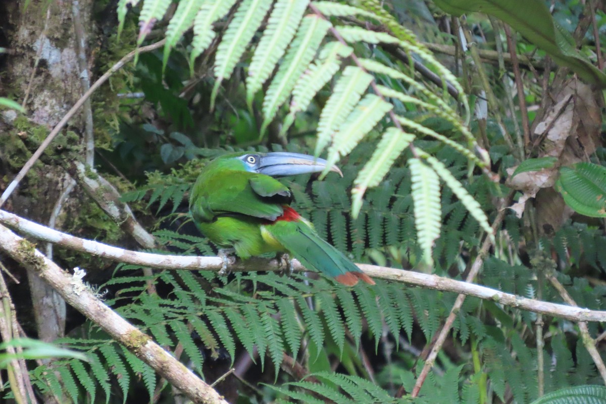 Blue-banded Toucanet - ML645861323