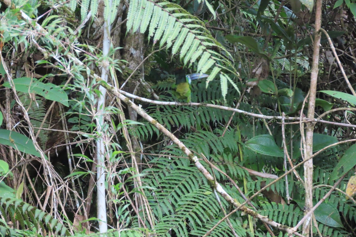 Blue-banded Toucanet - ML645861326