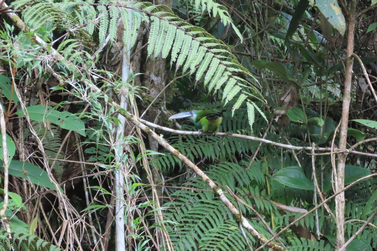 Blue-banded Toucanet - ML645861327