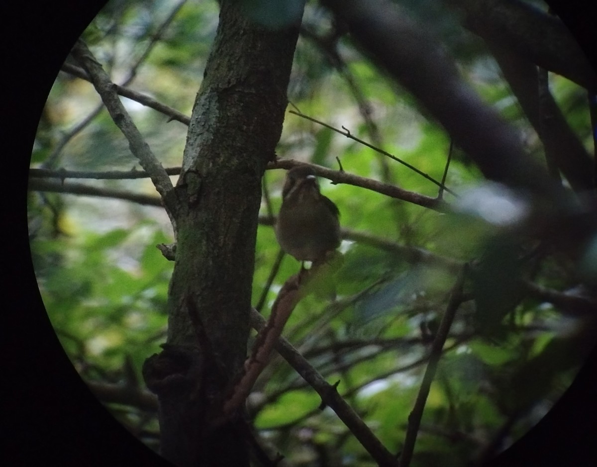 Tody Motmot - ML645861329