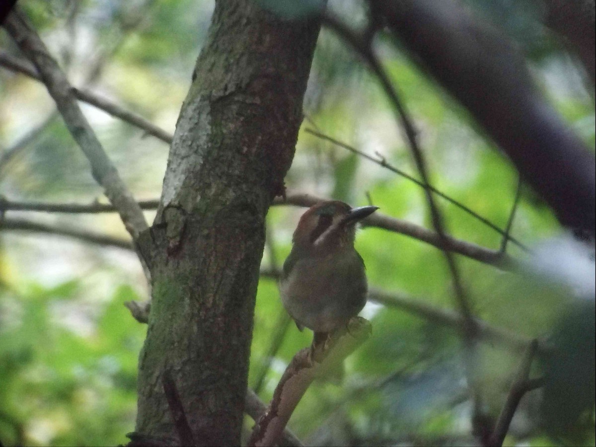 Tody Motmot - ML645861330