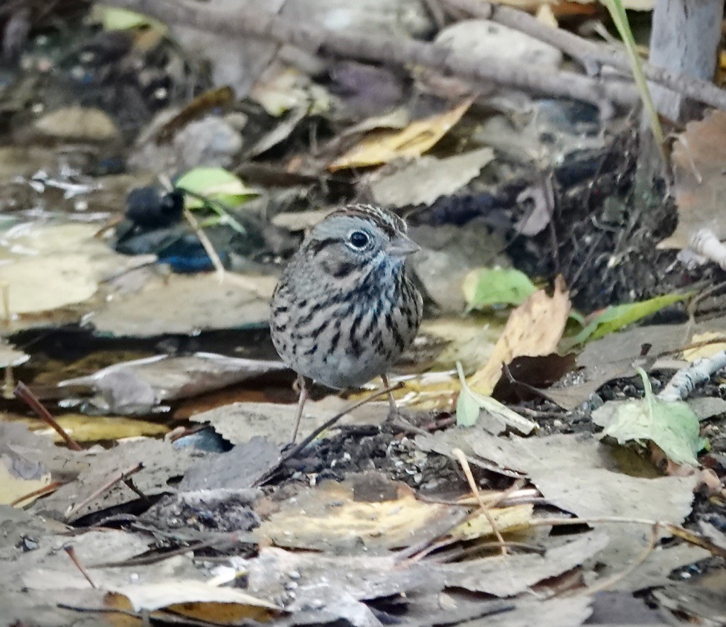 Lincoln's Sparrow - ML645861344