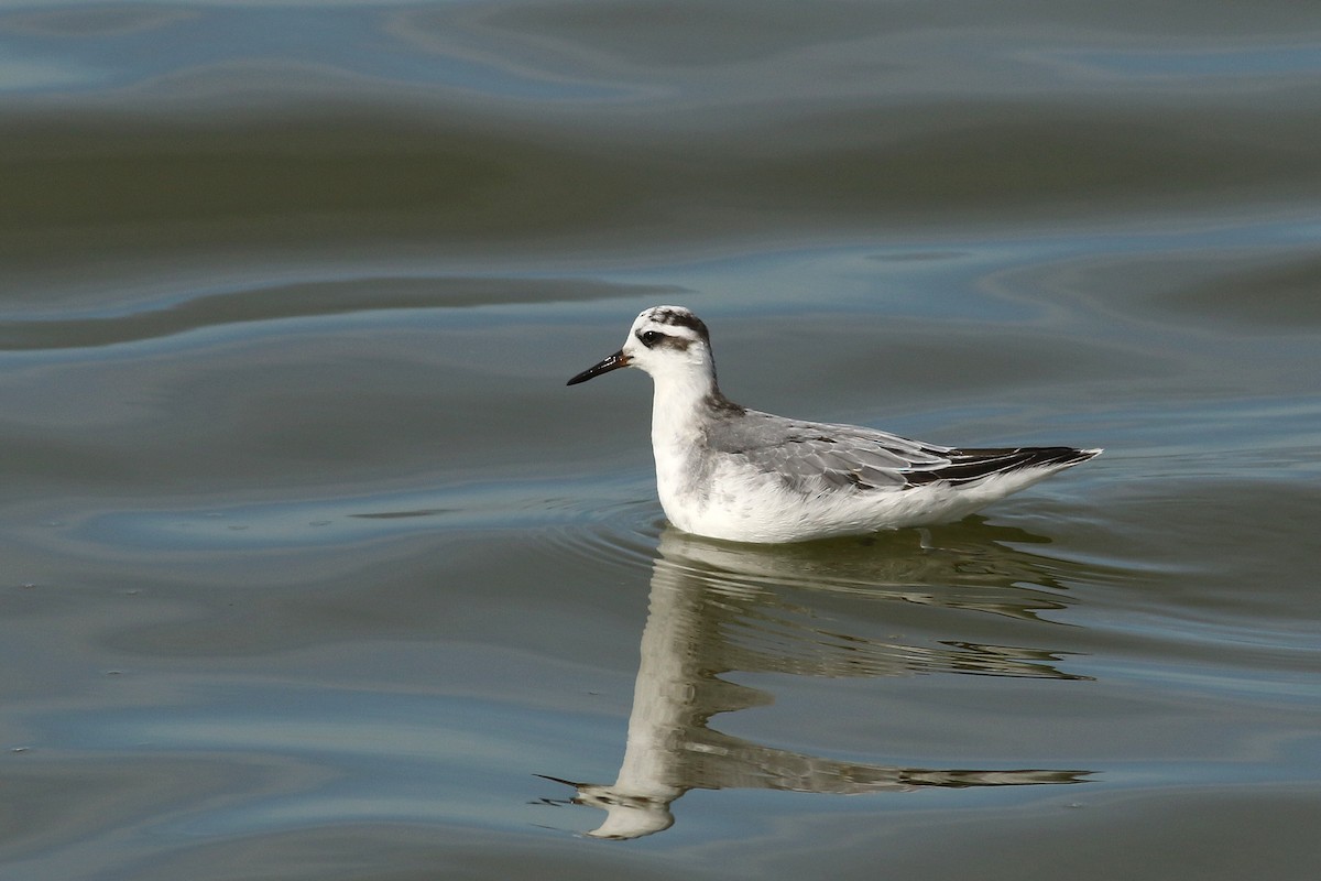 lyskonoh ploskozobý - ML645861345