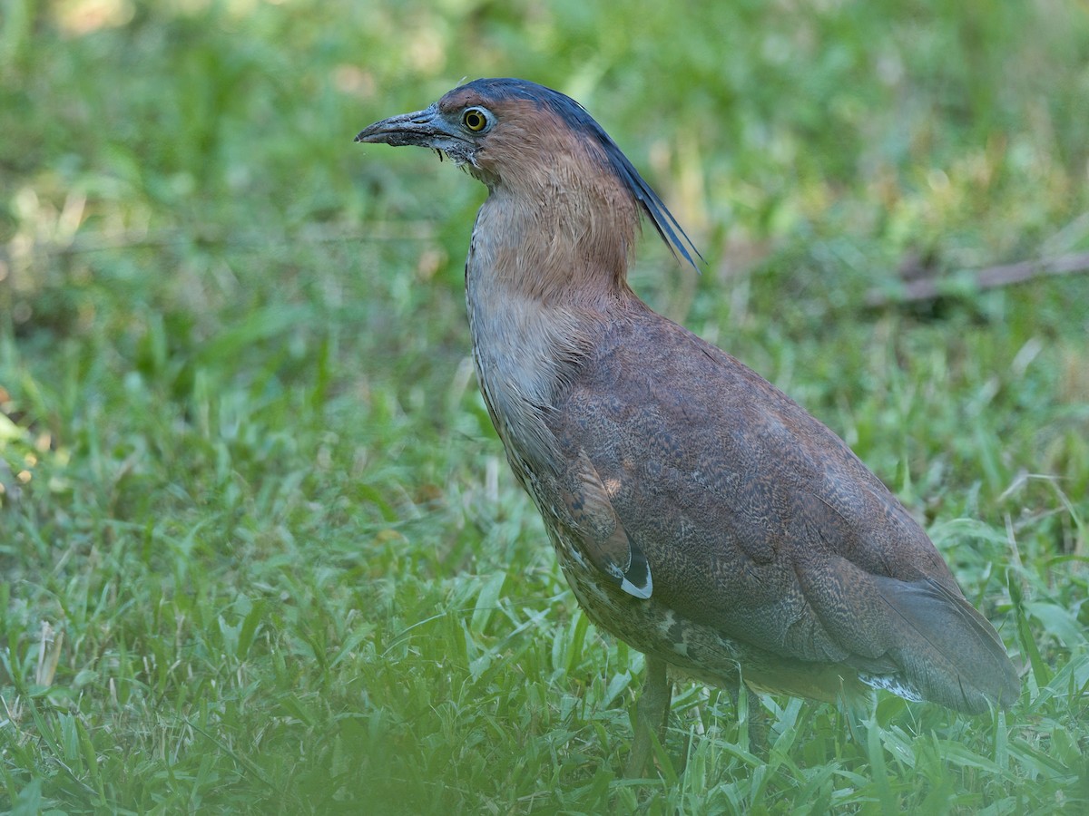 duskdverghegre - ML645861346