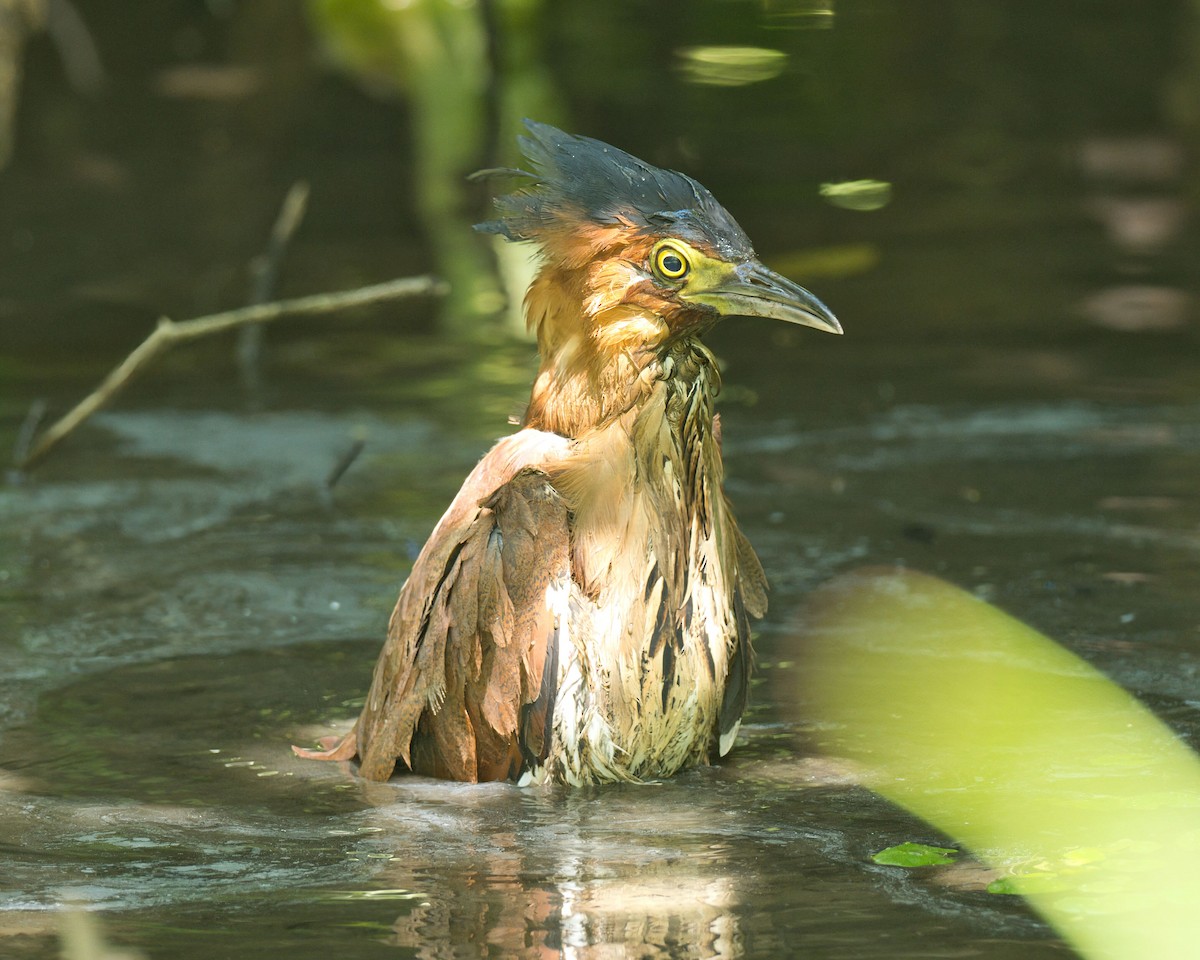 duskdverghegre - ML645861347