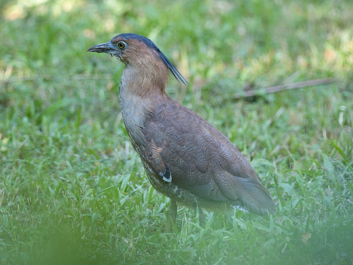 duskdverghegre - ML645861348