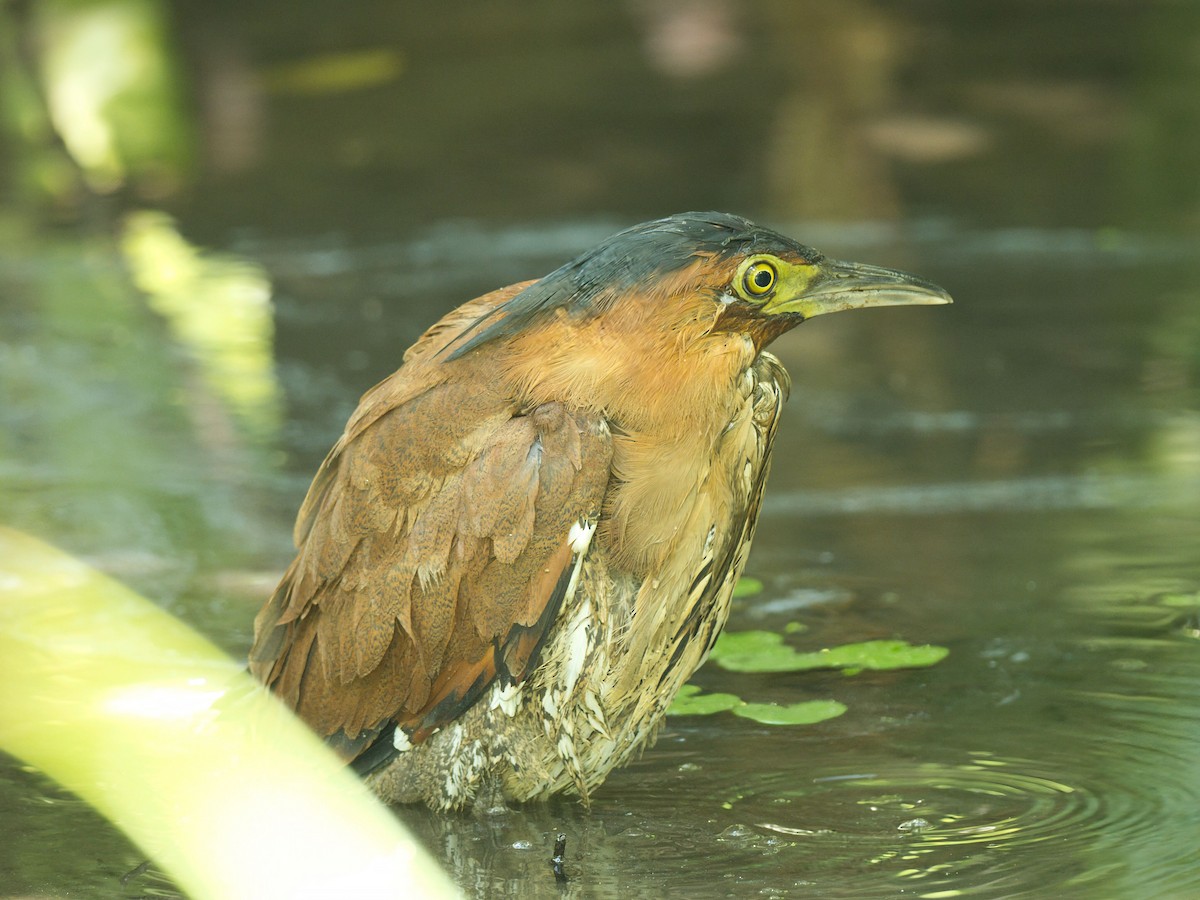 duskdverghegre - ML645861349