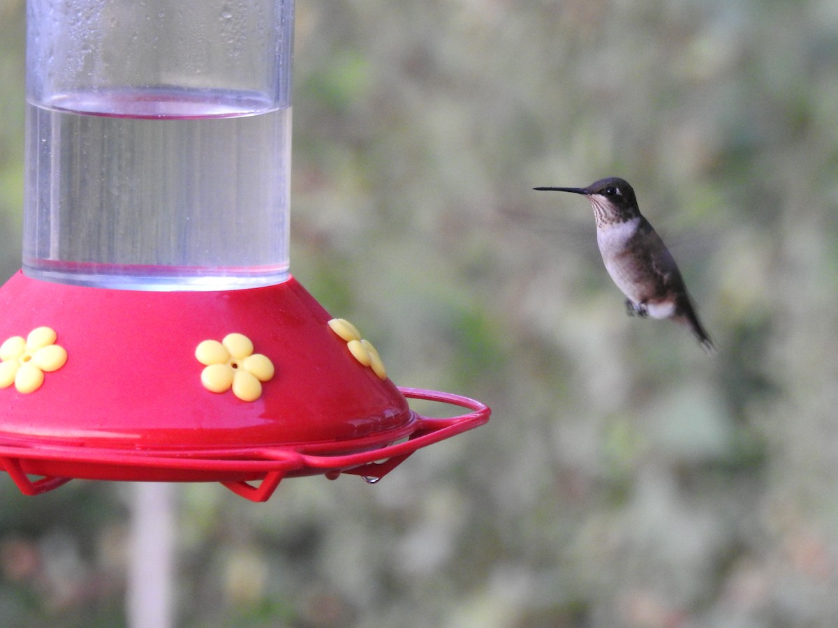 Schwarzkinnkolibri - ML645861357