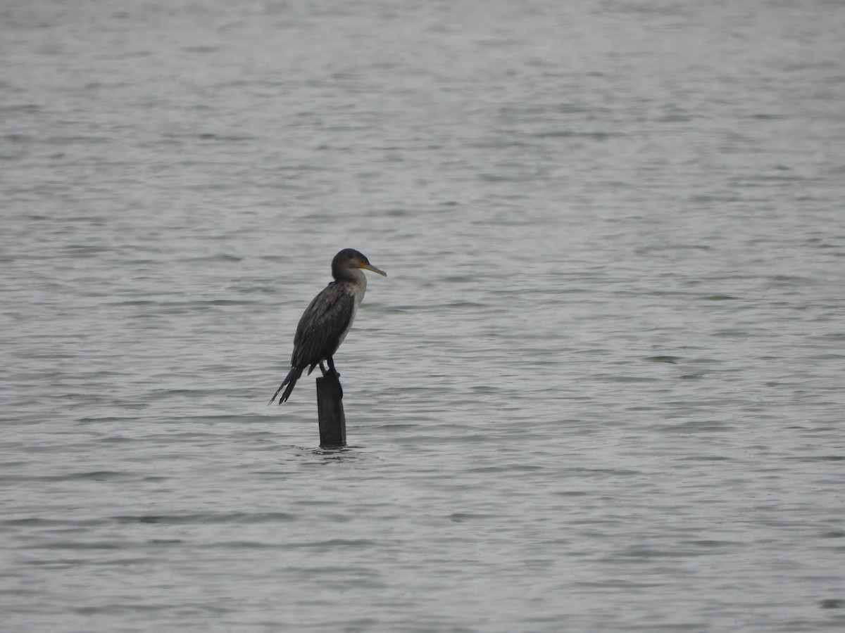 Humboldtscharbe - ML645861358