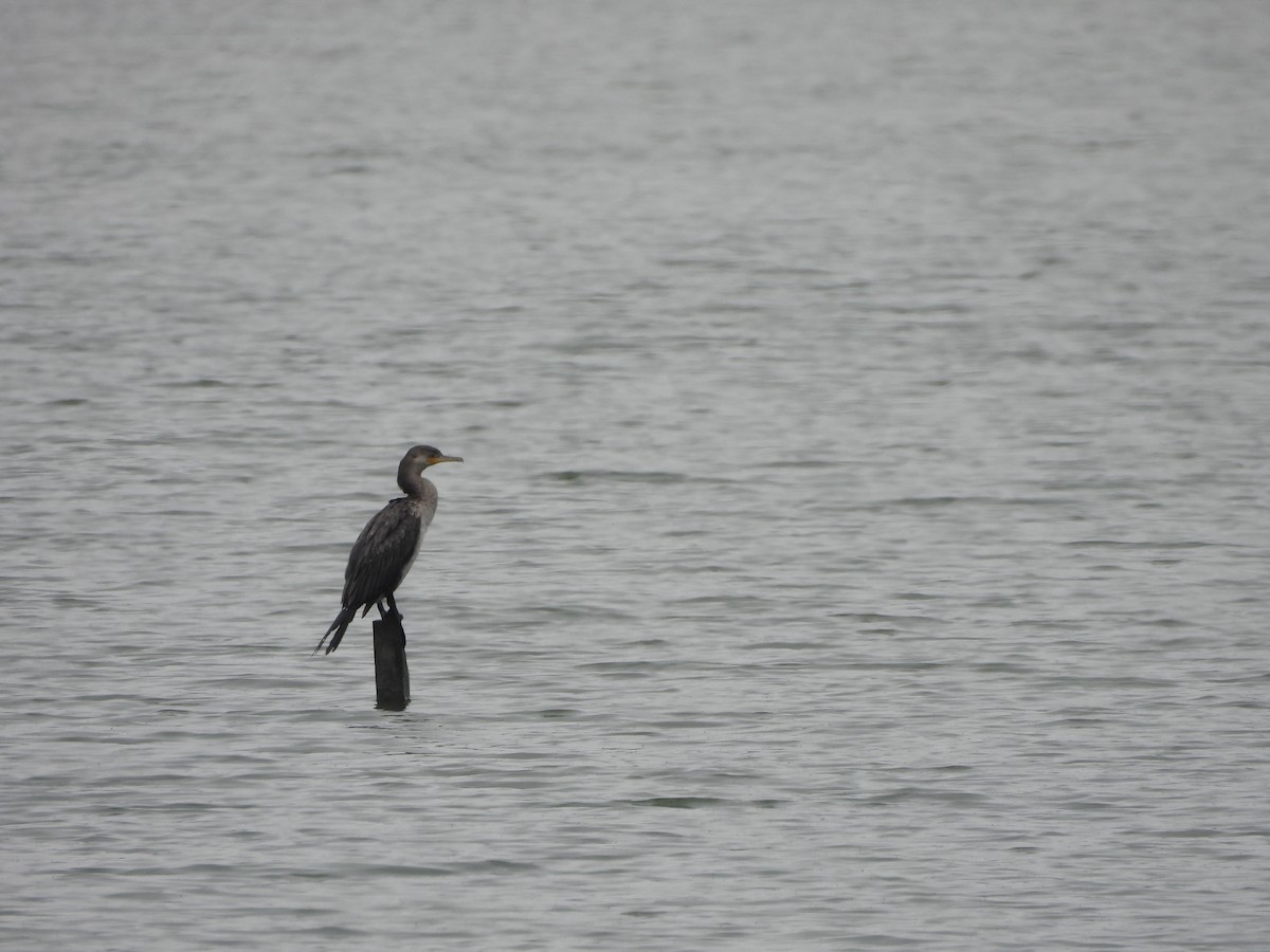 Humboldtscharbe - ML645861359