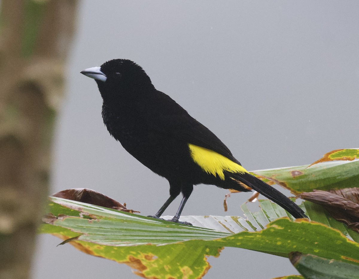 Feuerbürzeltangare - ML645861368