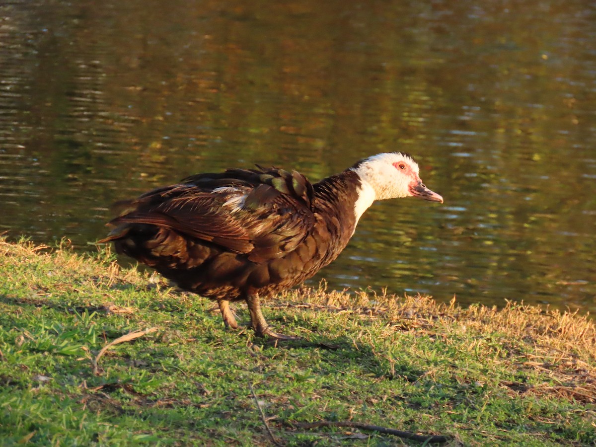 Moschusente (domestiziert) - ML645861370