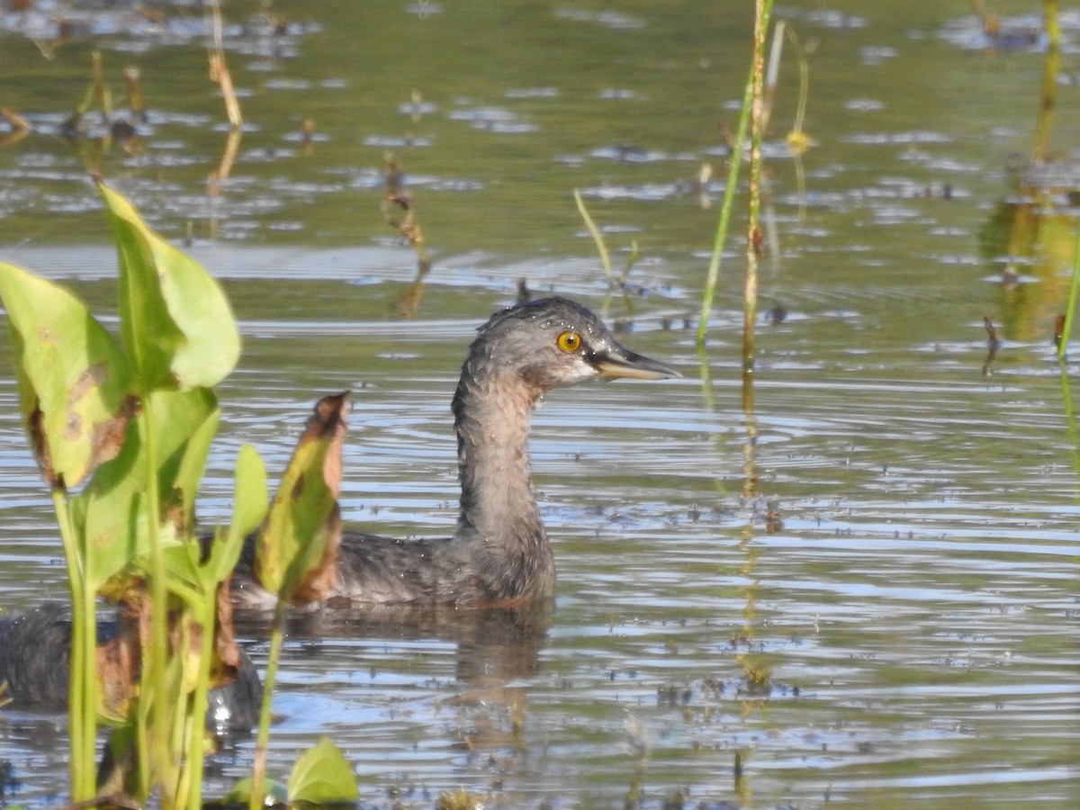 Schwarzkopf-Zwergtaucher - ML645861371