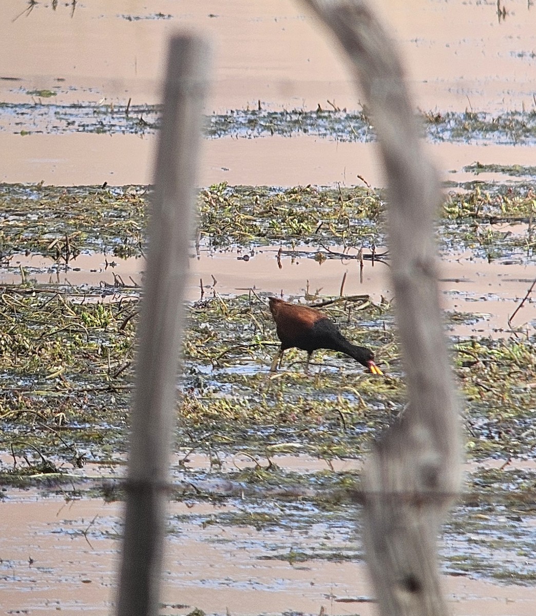 Wattled Jacana - ML645861372