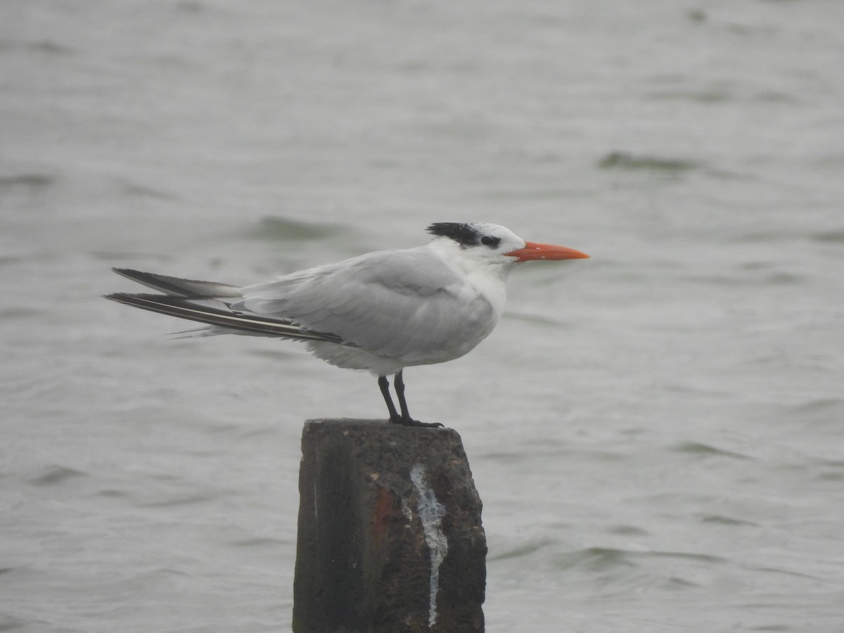 Königsseeschwalbe - ML645861373