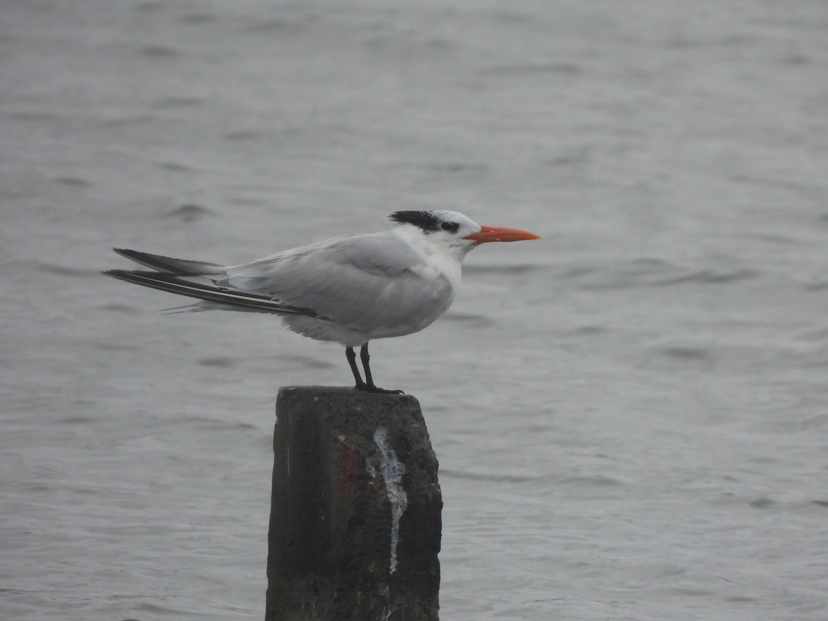 Königsseeschwalbe - ML645861374