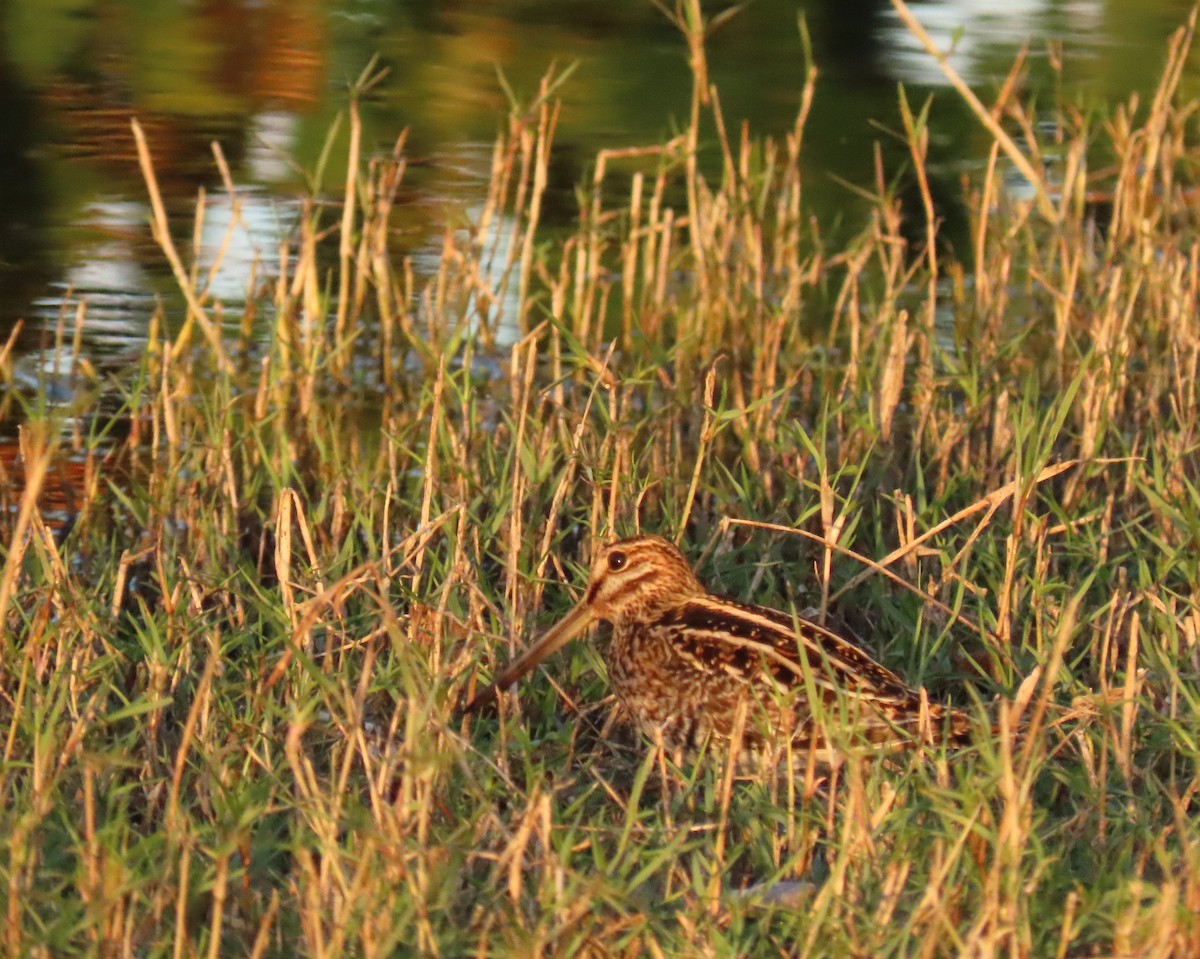 Wilsonbekassine - ML645861377