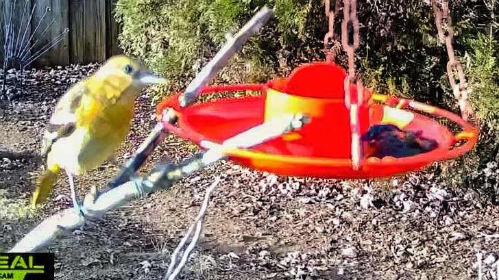 Baltimoretrupial - ML645861378