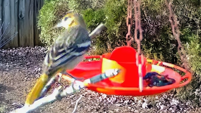 Baltimoretrupial - ML645861379