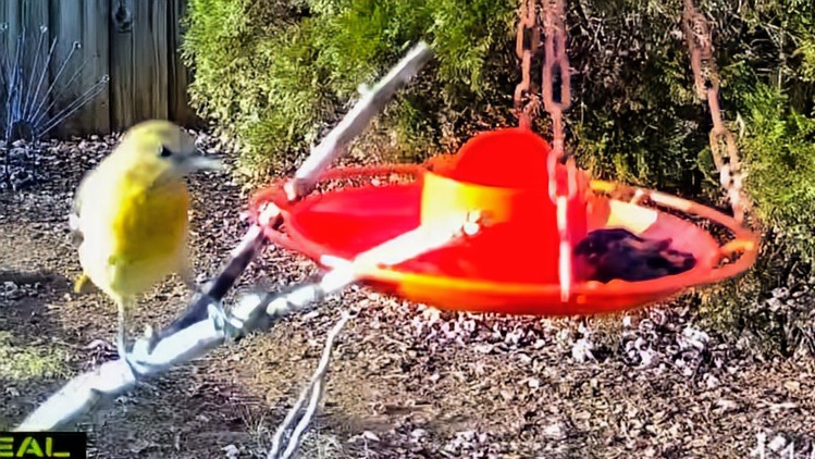 Baltimoretrupial - ML645861380