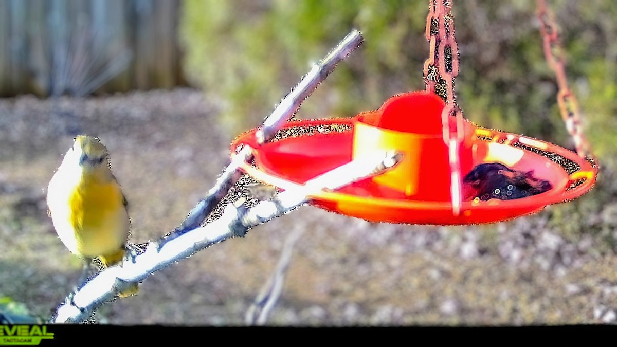 Baltimoretrupial - ML645861381