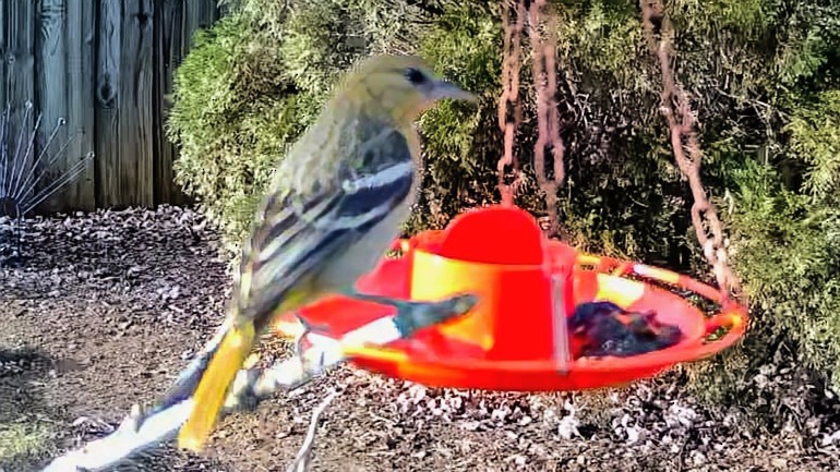 Baltimoretrupial - ML645861382