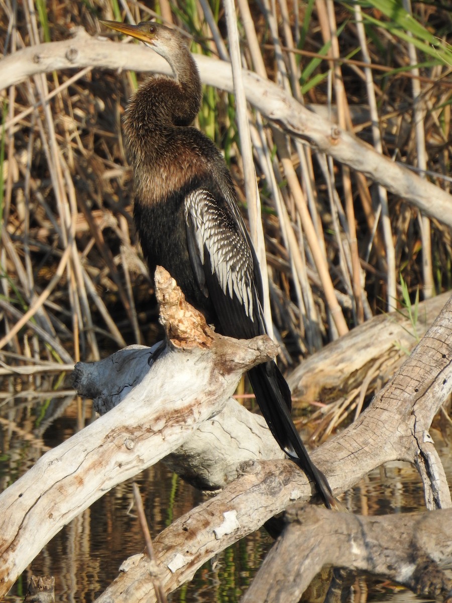 Amerika-Schlangenhalsvogel - ML645861386