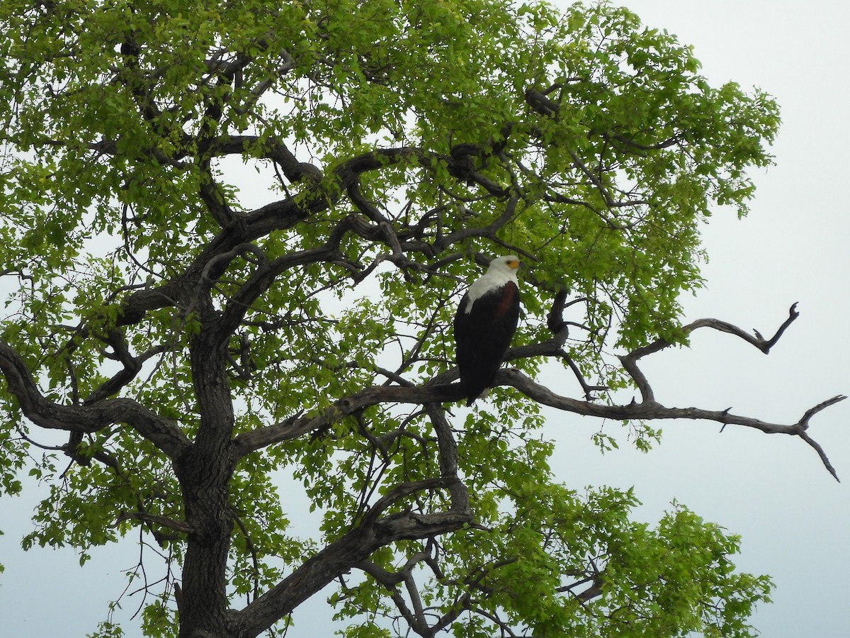Schreiseeadler - ML645861387