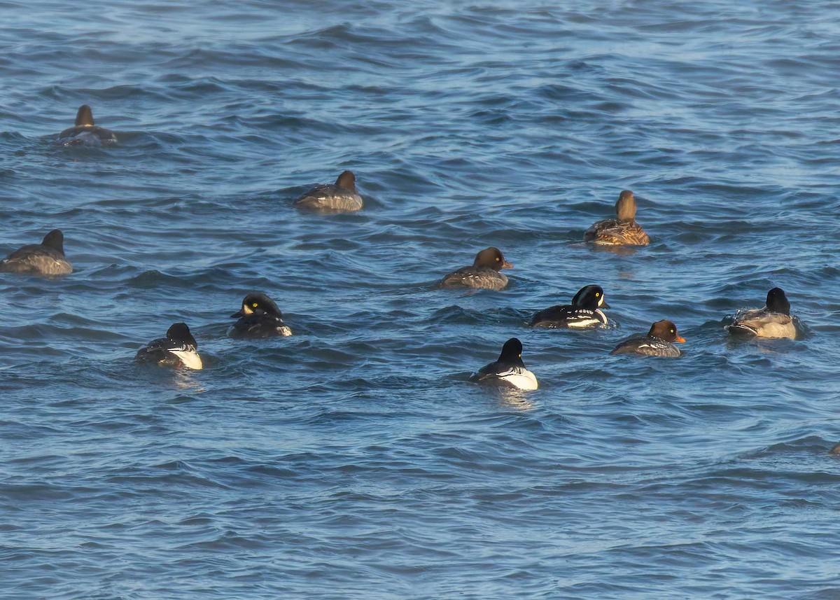 Spatelente - ML645861388