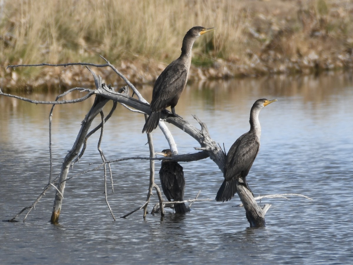 Humboldtscharbe - ML645861389