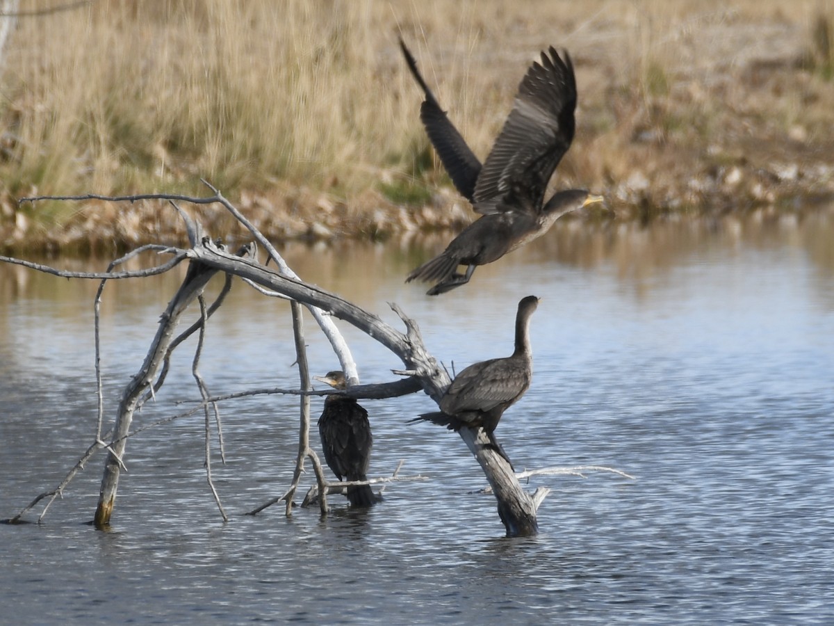 Humboldtscharbe - ML645861390