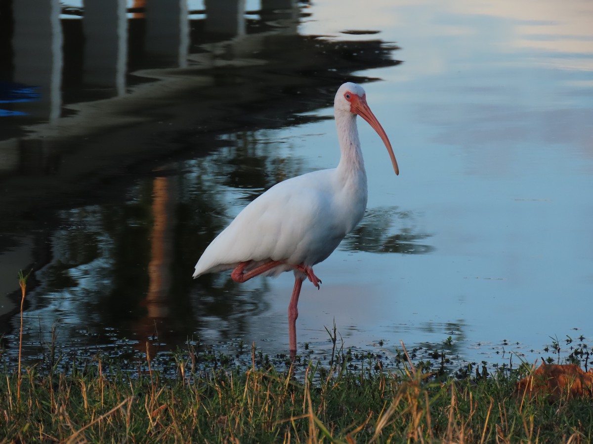 Schneesichler - ML645861397