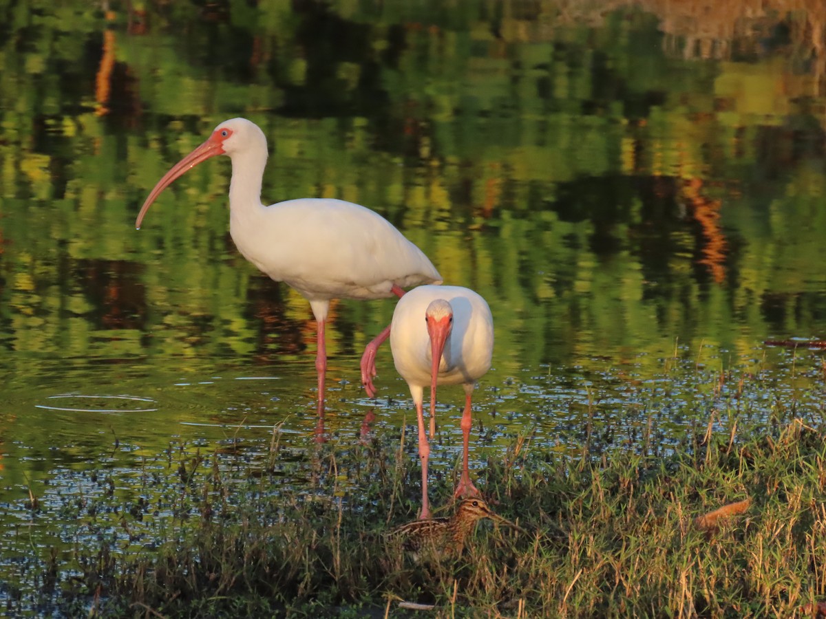 Schneesichler - ML645861398