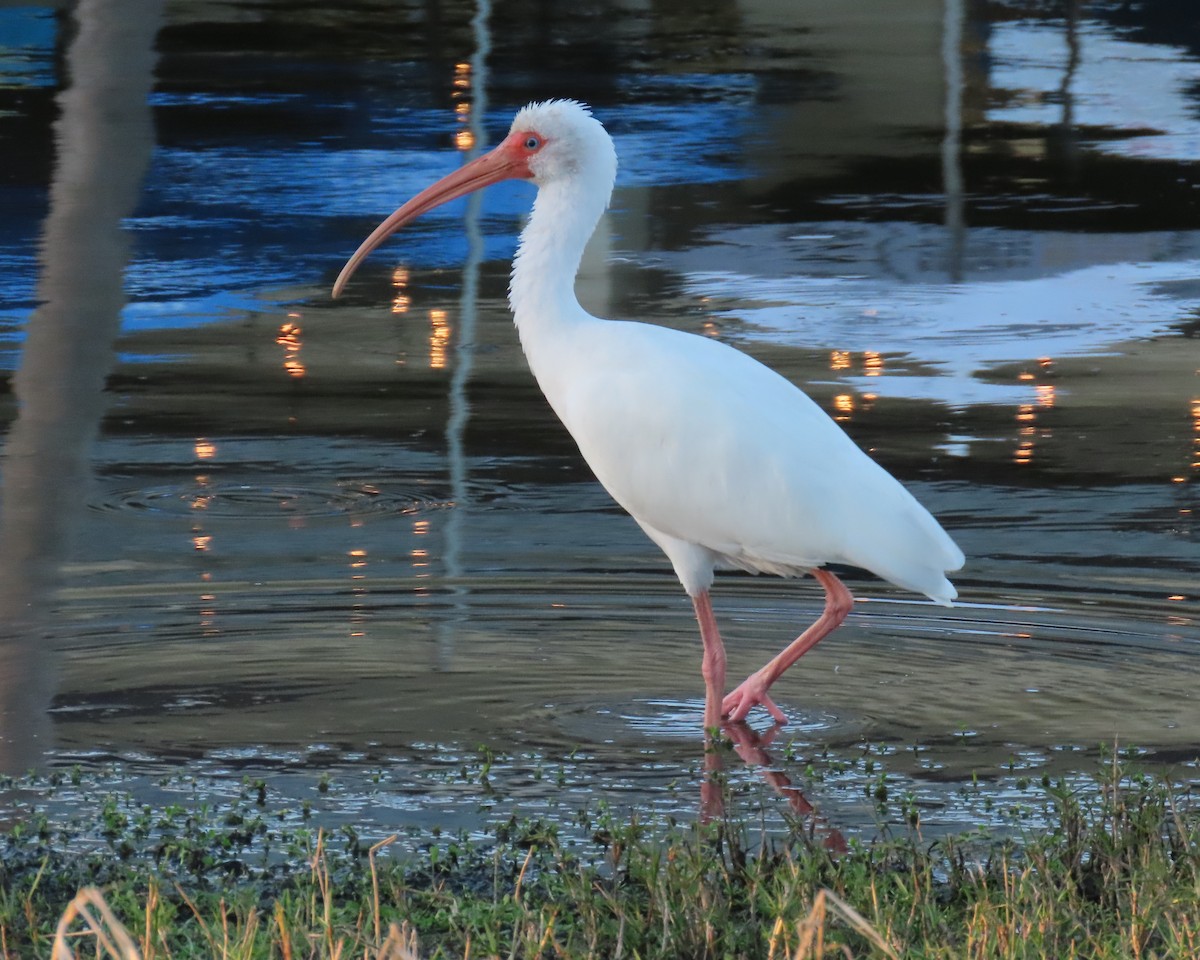 Schneesichler - ML645861399