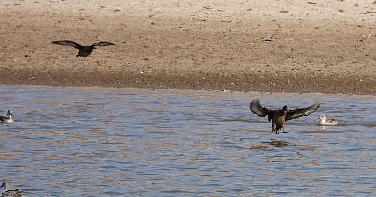 Southern Pochard - ML645861403