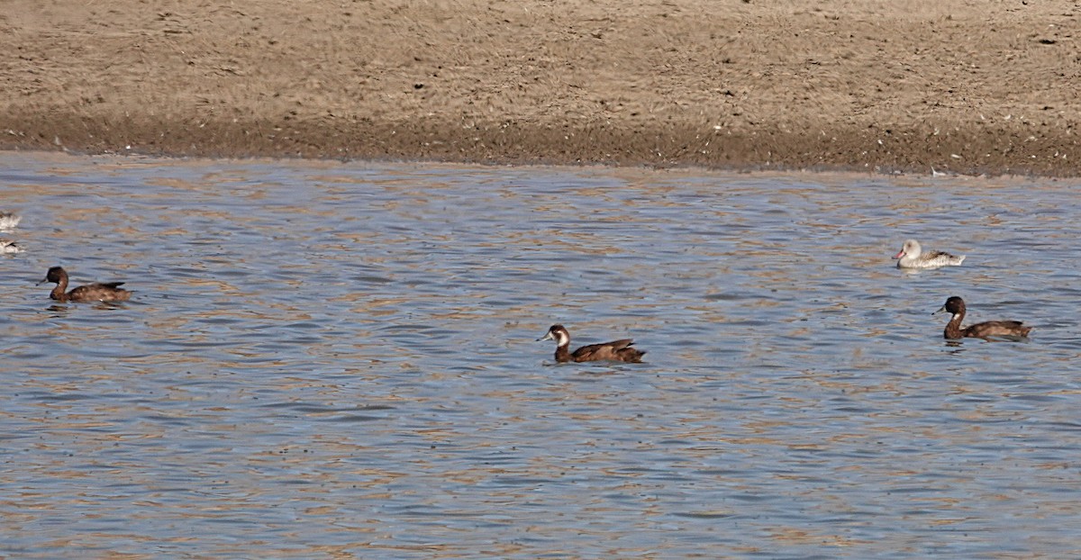 Southern Pochard - ML645861404