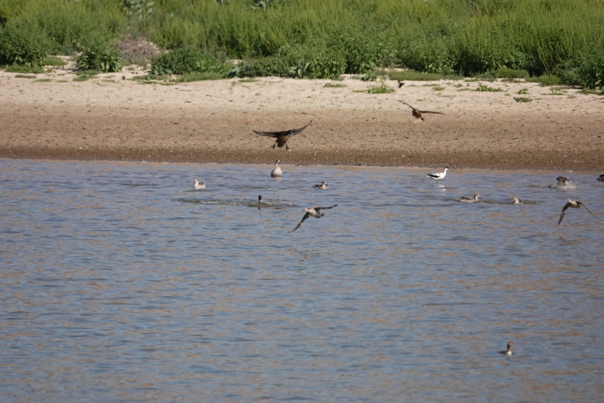 Southern Pochard - ML645861405