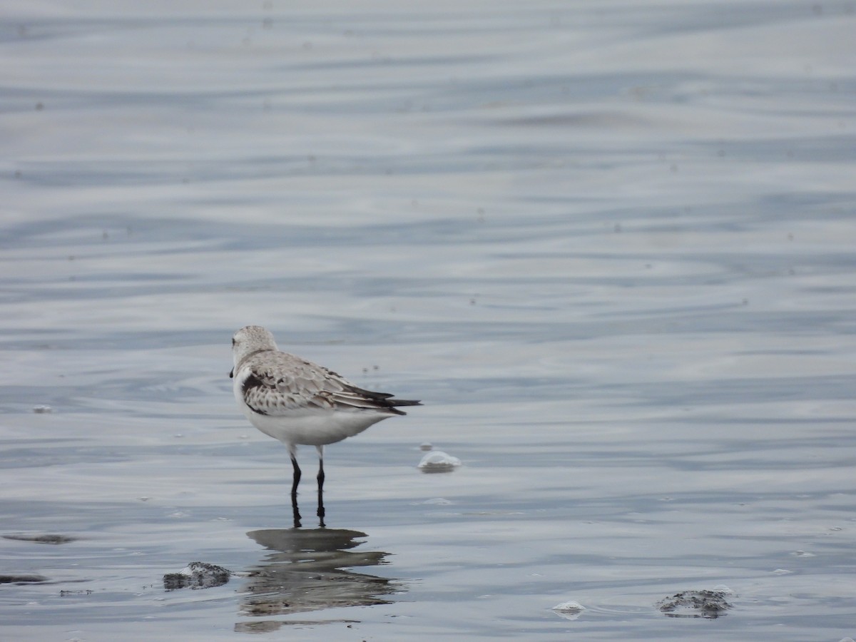 Песчанка - ML645861406