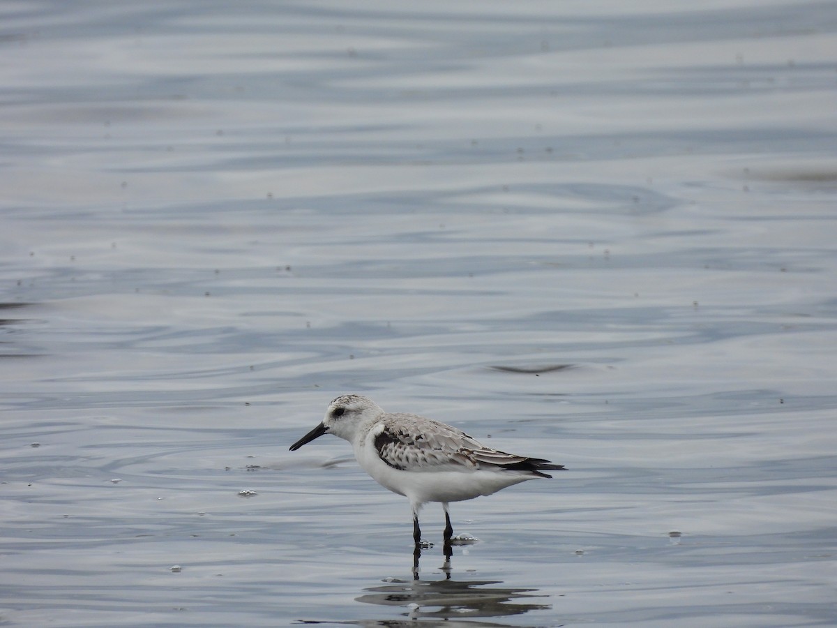 Песчанка - ML645861407