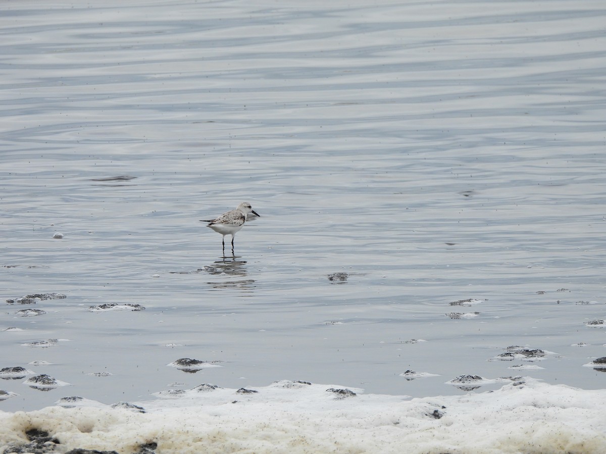 Песчанка - ML645861408