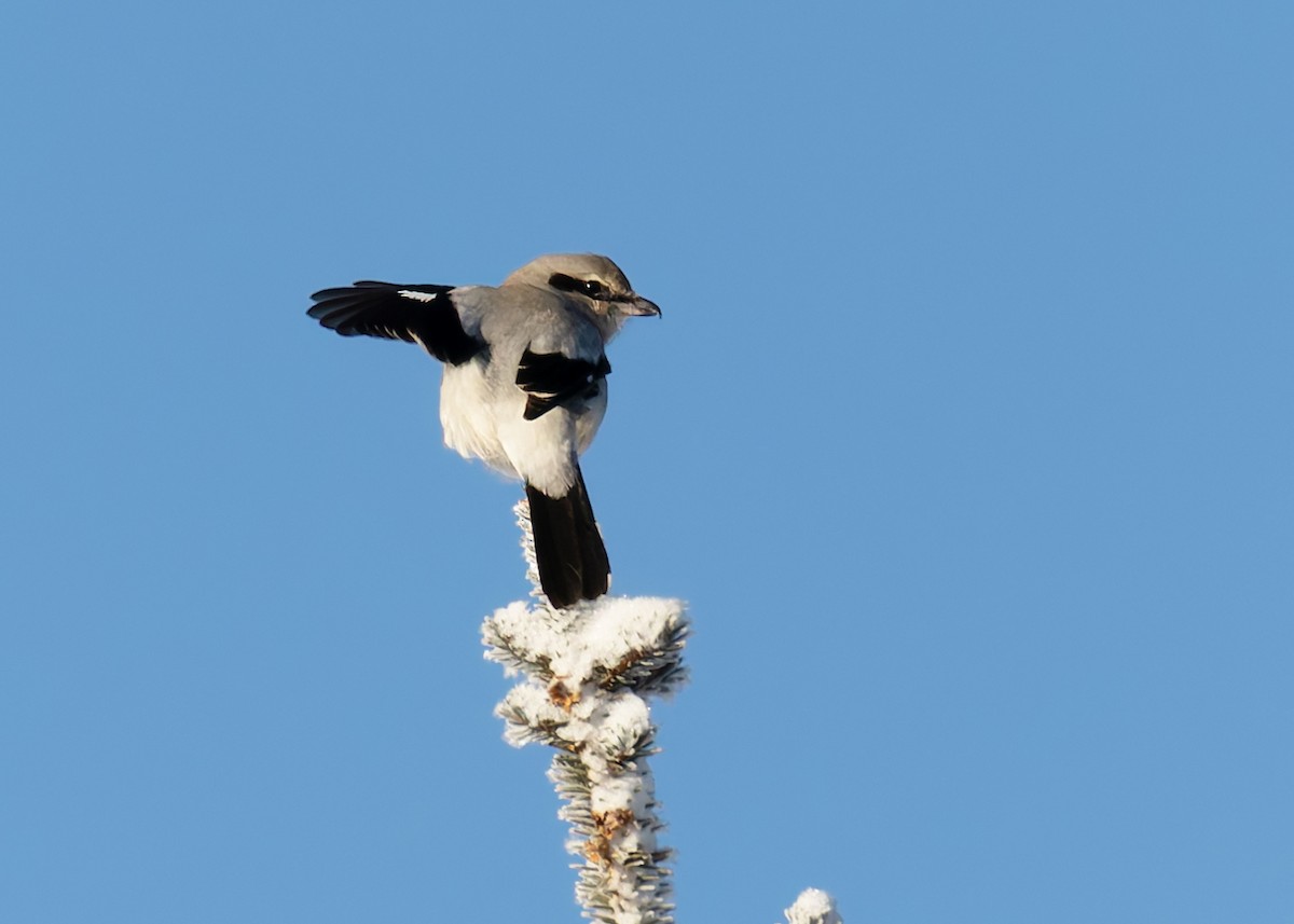 Antzandobi boreala - ML645861419