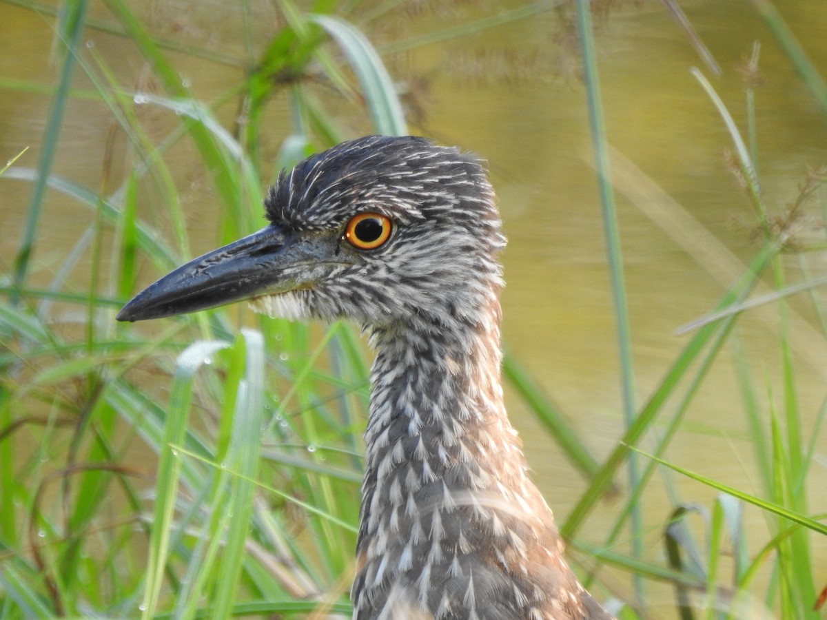 kvakoš žlutočelý - ML645861424