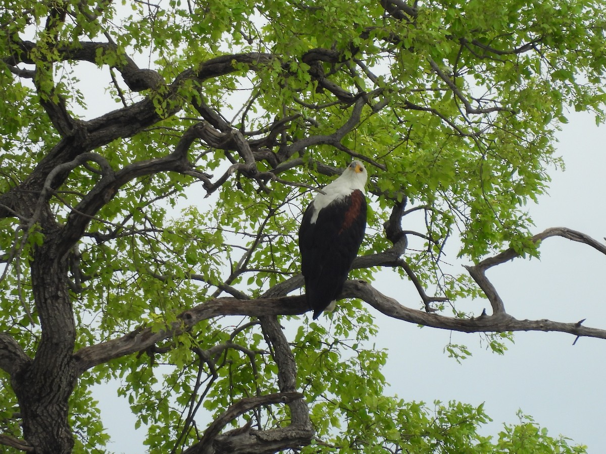 flodørn - ML645861433