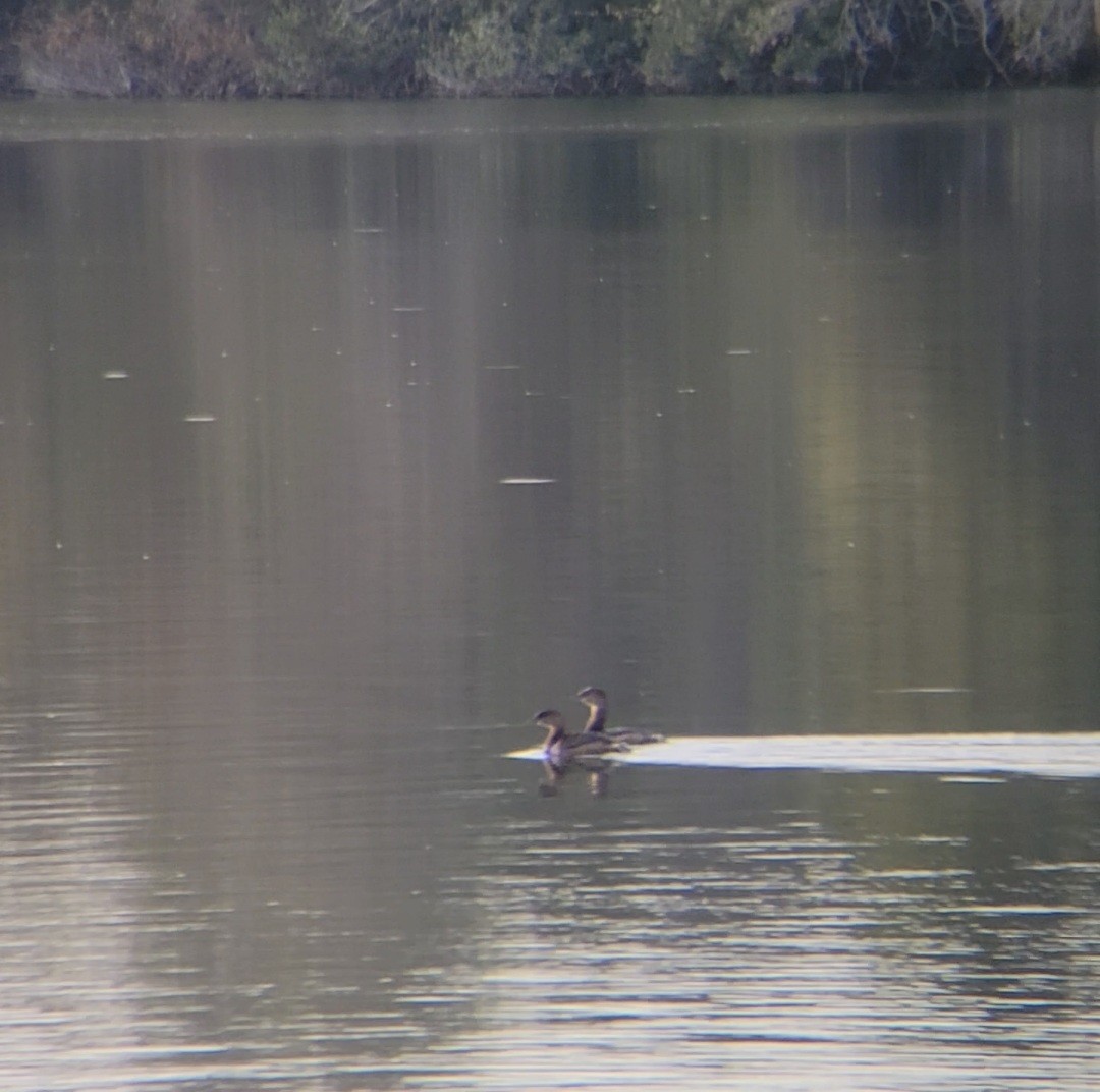 Pied-billed Grebe - ML645861438